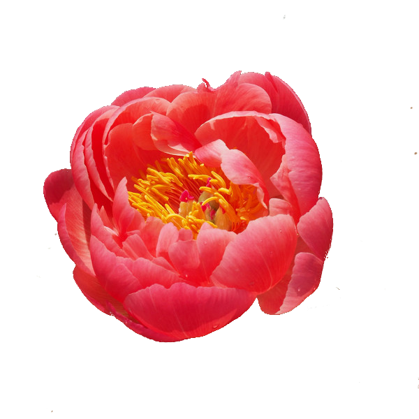 PIVOINE CORAL CHARM 60 FDF $$$
